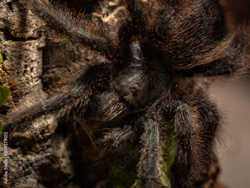 pink footed tarantula resting on tree trunk