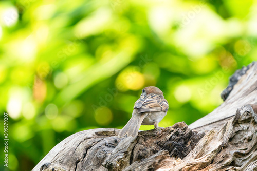 Sparrow - House sparrow on a thick tree stump. Sun shines through the leaves in the background