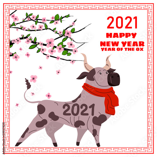Happy Chinese 2021 new year greeting card. Year of the ox. Cute bull with red scarf and blooming tree flowers. Chinese zodiac symbol traditional holidays cartoon character. Vector illustration