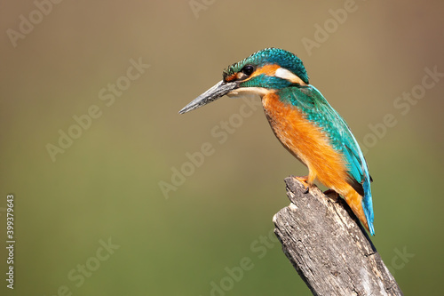 Common kingfisher, alcedo atthis,sitting on tree in summer nature. Bird with colorful body resting on stump with copyspace. Feathered animal looking from branch.