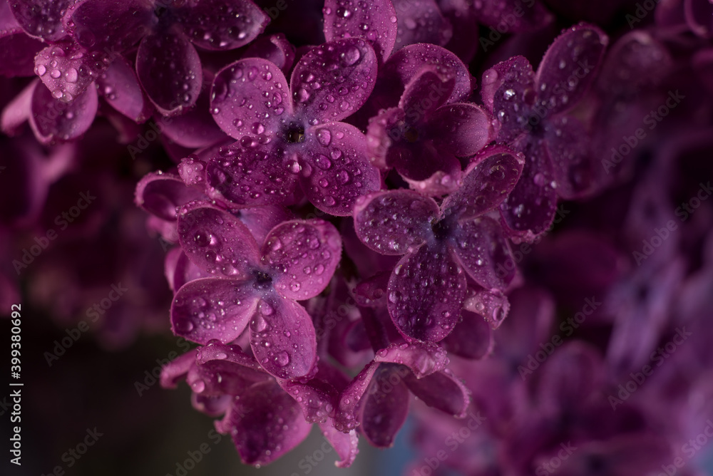 Obraz premium Beautiful purple lilac flowers. Macro photo of lilac spring flowers.