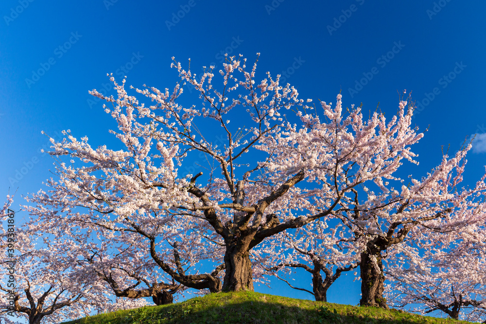 青空の五稜郭公園と満開の桜