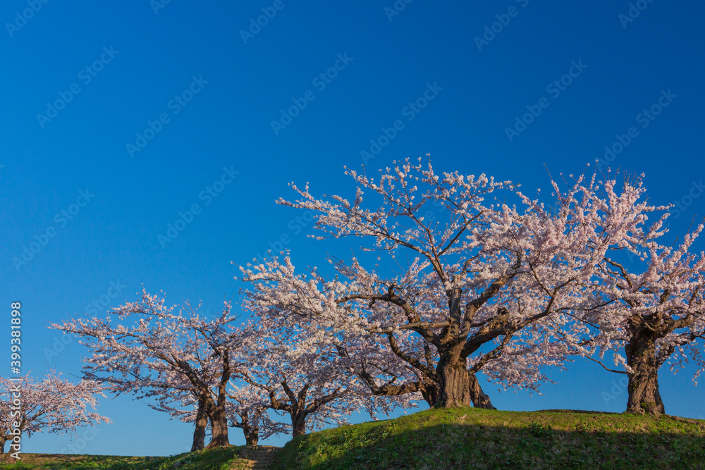 青空の五稜郭公園と満開の桜 青空の五稜郭公園と満開の桜