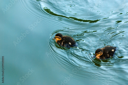 Two cute ducklings swimming in pond, close up