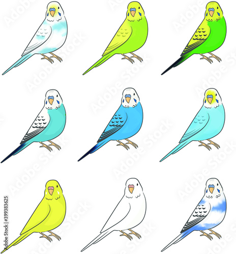 セキセイインコ