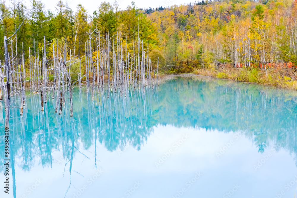 北海道美瑛の青い池