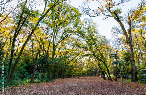 秋の京都　下鴨神社　糺の森 © oben901