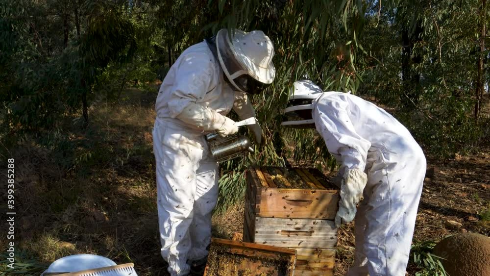 Two Beekeepers closing an African honey bee hive after extracting honey Two Beekeepers closing an African honey bee hive after extracting honey
