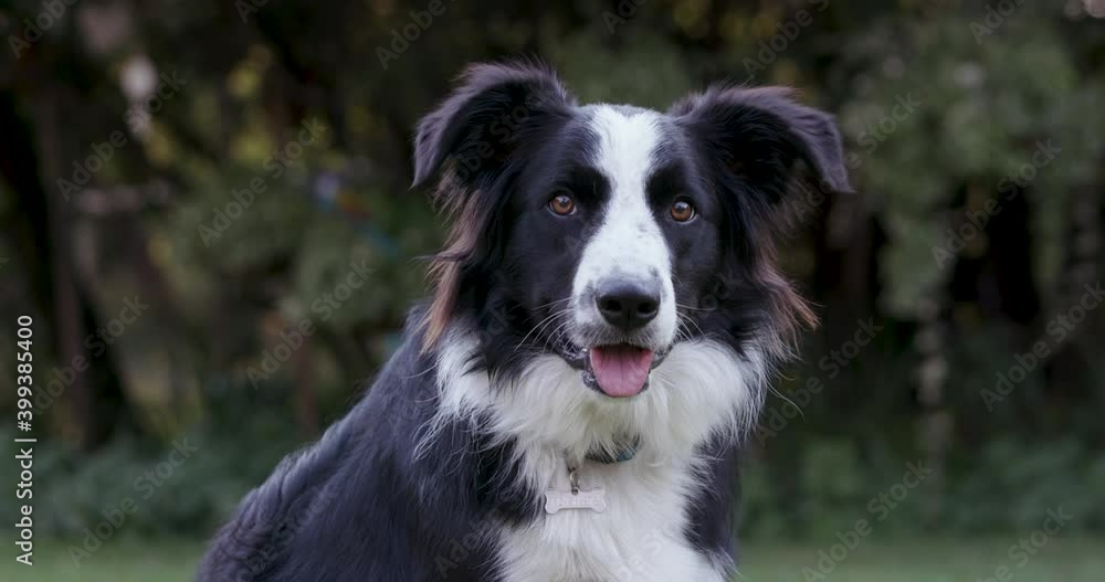 Close-up portrait of an adorably cute Border Collie dog looking straight at camera Close-up portrait of an adorably cute Border Collie dog looking straight at camera