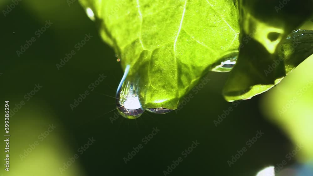 Slow motion view of a rain drop forming on a fresh green leaf with the sun shining through Slow motion view of a rain drop forming on a fresh green leaf with the sun shining through
