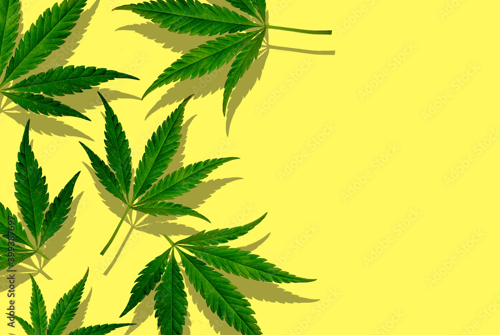 CBD. canabis leaves on a yellow background
