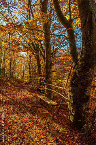 autumn in the park