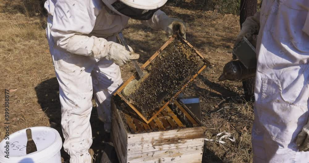 Slow motion. Two Beekeepers opening a hive to extract honey Slow motion. Two Beekeepers opening a hive to extract honey