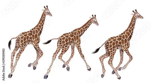 troupeau des girafes, girafe réticulée, galopant, animal, isolé, mammifère, blanc, cou, sauvage, faune, jardin zoologique, safari, haute, nature, brun, allongé, fond blanc, jeune, tête, debout, marcha