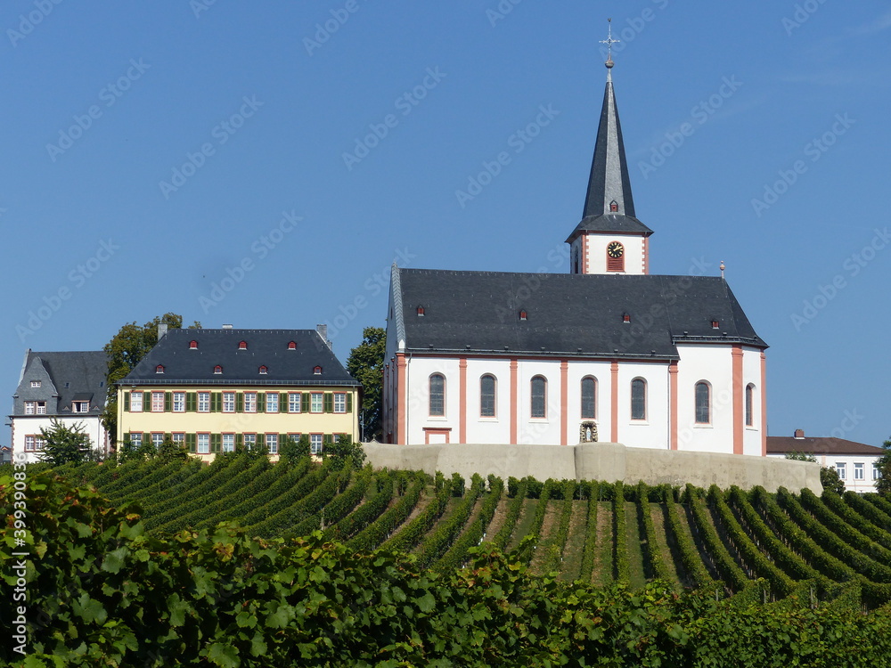 Sankt Peter und Paul - Kirche mit Weinbergen in Hochheim am Main