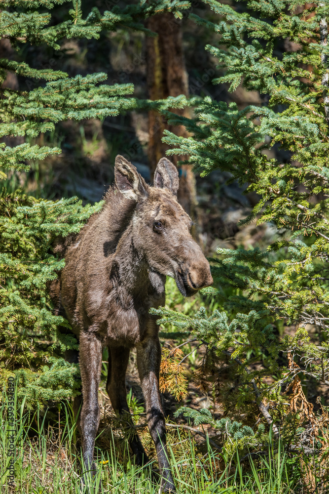 fall moose in rut fall moose in rut