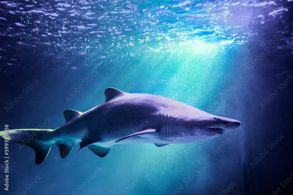 Naklejka premium 迫力のあるシロワニ