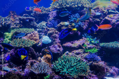 Fototapeta Naklejka Na Ścianę i Meble -  サンゴ礁とカラフルな魚
