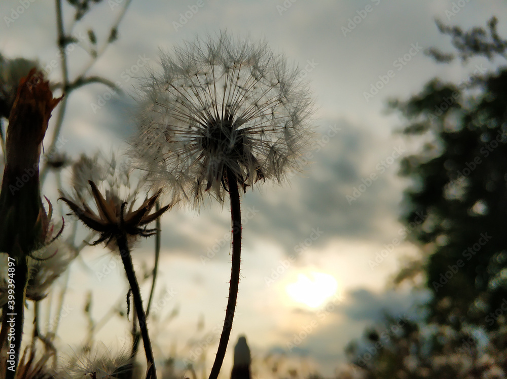A silhouette of a dandelion against the background of the evening sky