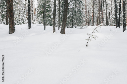 Small Evergreen Tree Covered in Snow in Forest in Winter