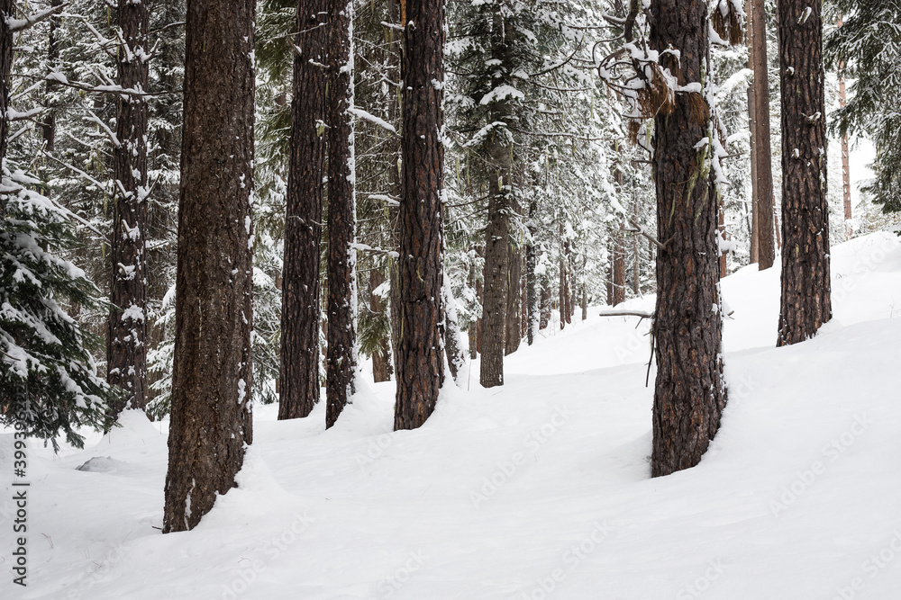 Fototapeta premium Evergreen Tree Forest Covered in Snow in Winter