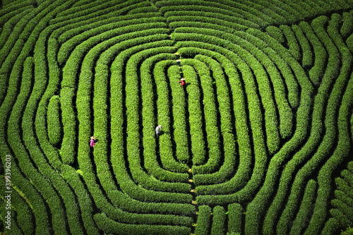 Tea plucking