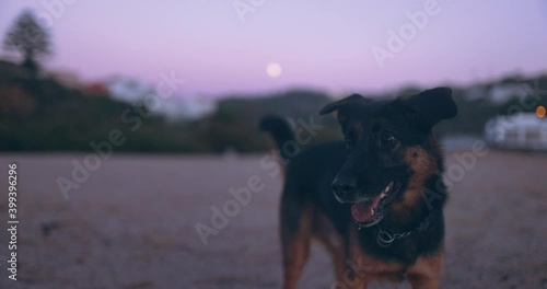 Owner playing with toy ball with dog on the beach