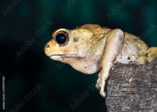 Malayan brown toad (Rentapia hosii) in a tree at night