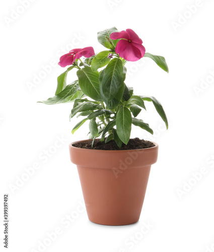 Fototapeta Naklejka Na Ścianę i Meble -  Beautiful pink vinca flowers in plant pot isolated on white