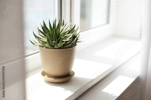 Beautiful potted plant on windowsill at home. Space for text