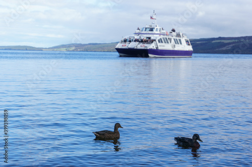 two ducks swimming on lake with ship in background