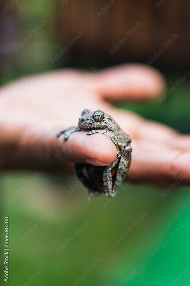 Frog holding a person's hand Frog holding a person's hand
