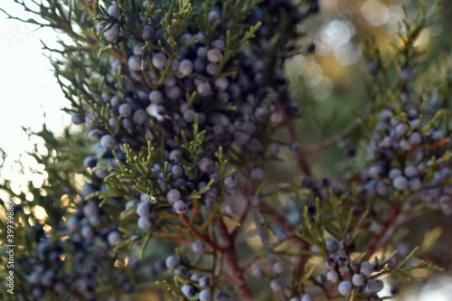 Juniper berries by the sea 