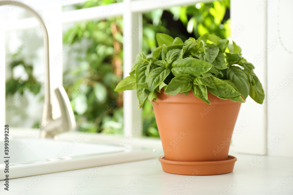 Fresh green basil in pot on countertop in kitchen. Space for text Fresh green basil in pot on countertop in kitchen. Space for text