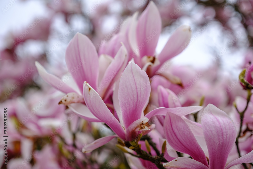 Magnolia flower in the tree