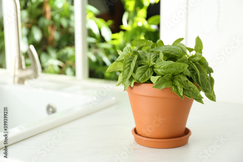 Fresh green basil in pot on countertop in kitchen. Space for text