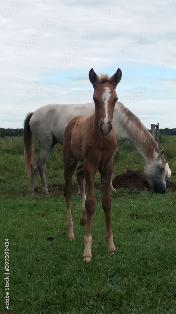 horse and foal horse and foal