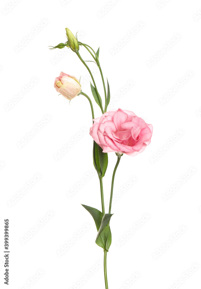 Beautiful fresh Eustoma flowers isolated on white Beautiful fresh Eustoma flowers isolated on white