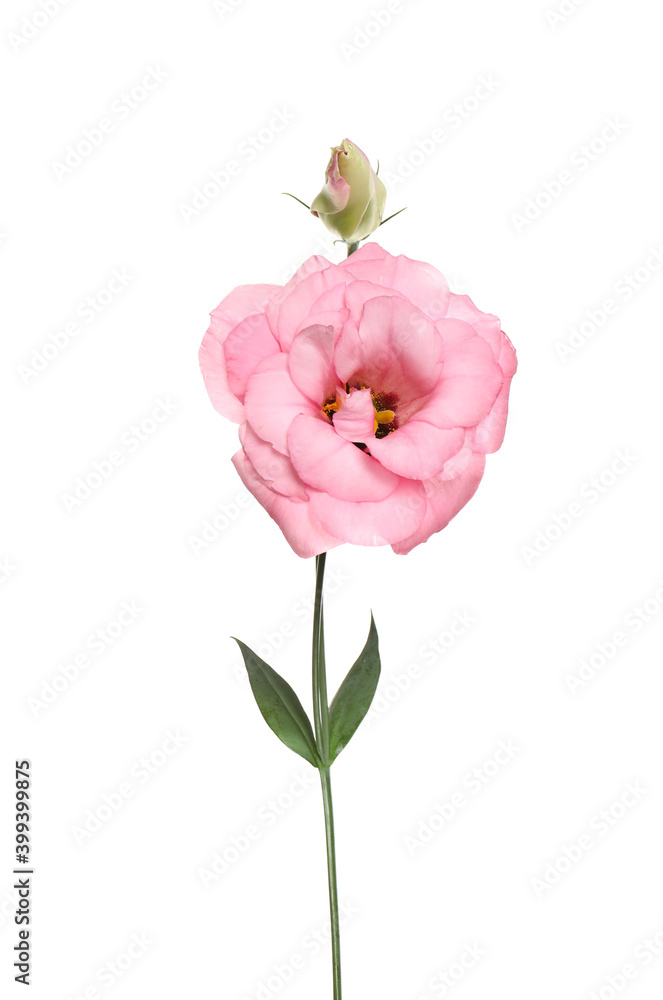Fototapeta premium Beautiful fresh Eustoma flowers isolated on white
