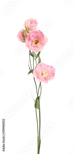 Beautiful pink Eustoma flowers isolated on white