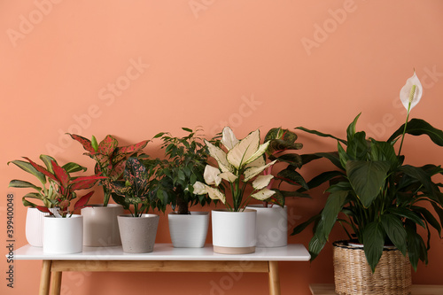 Different houseplants on table near orange coral wall photo