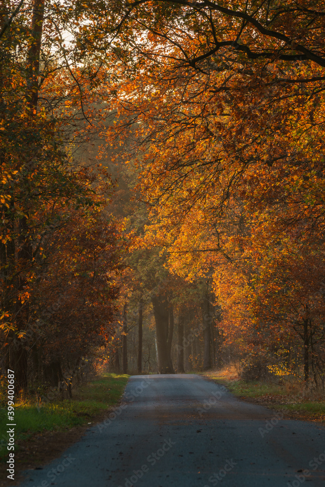country road in autumn with trees illuminated by sunlight