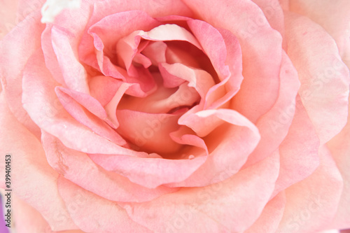 Close-up blurred of Delicate pink rose. Unfocused blur rose petals  can use as wedding background.
