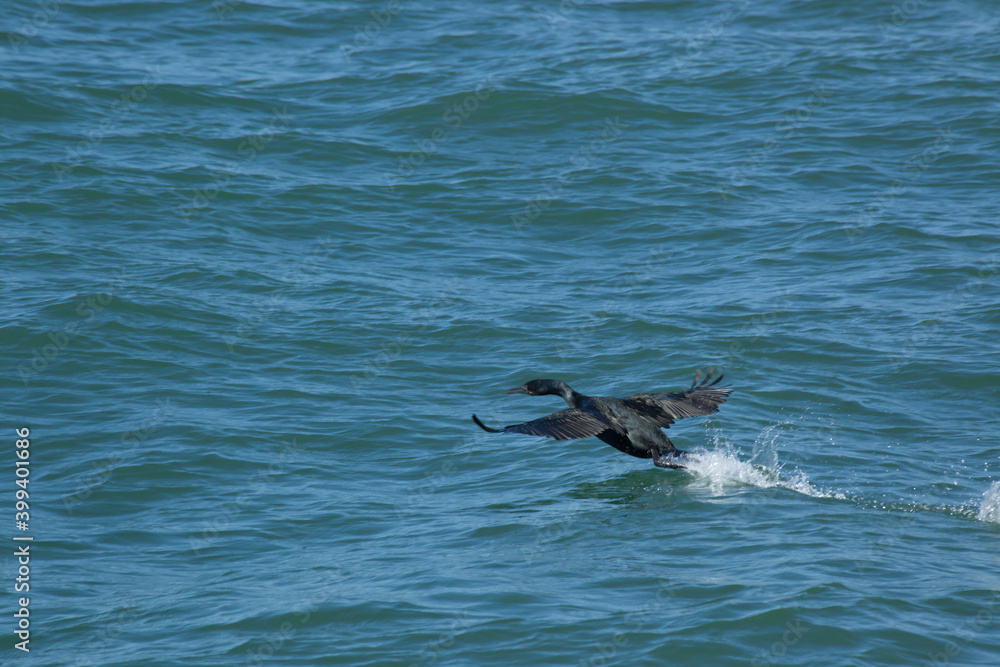 Fototapeta premium Bird Taking Off from Water