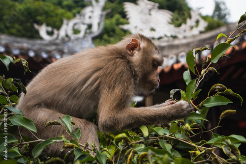 Monkey feeding on the fruits of a tree photo