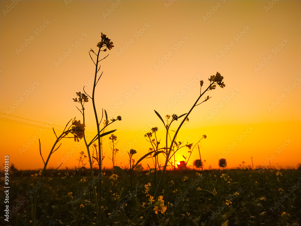 Obraz premium Sunset view between the mustard flowers 