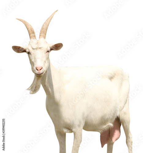 Fotomurale Cute goat on white background. Animal husbandry