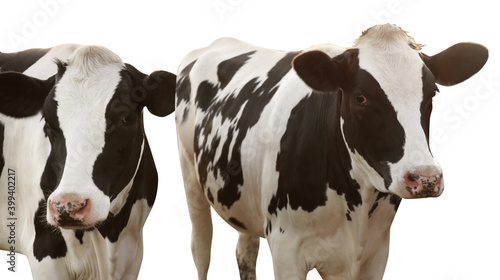 Cute cows on white background. Animal husbandry © New Africa