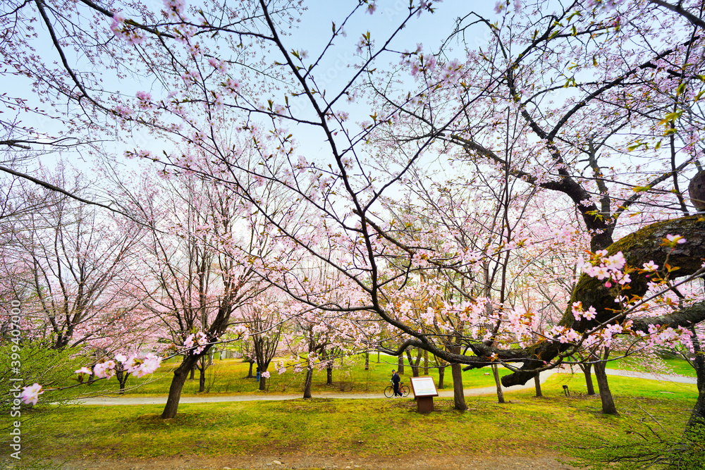 帯広市の桜 帯広市の桜