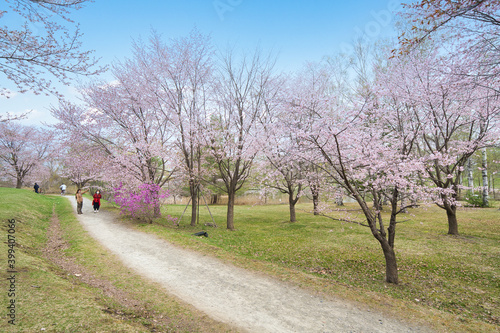 帯広市の桜